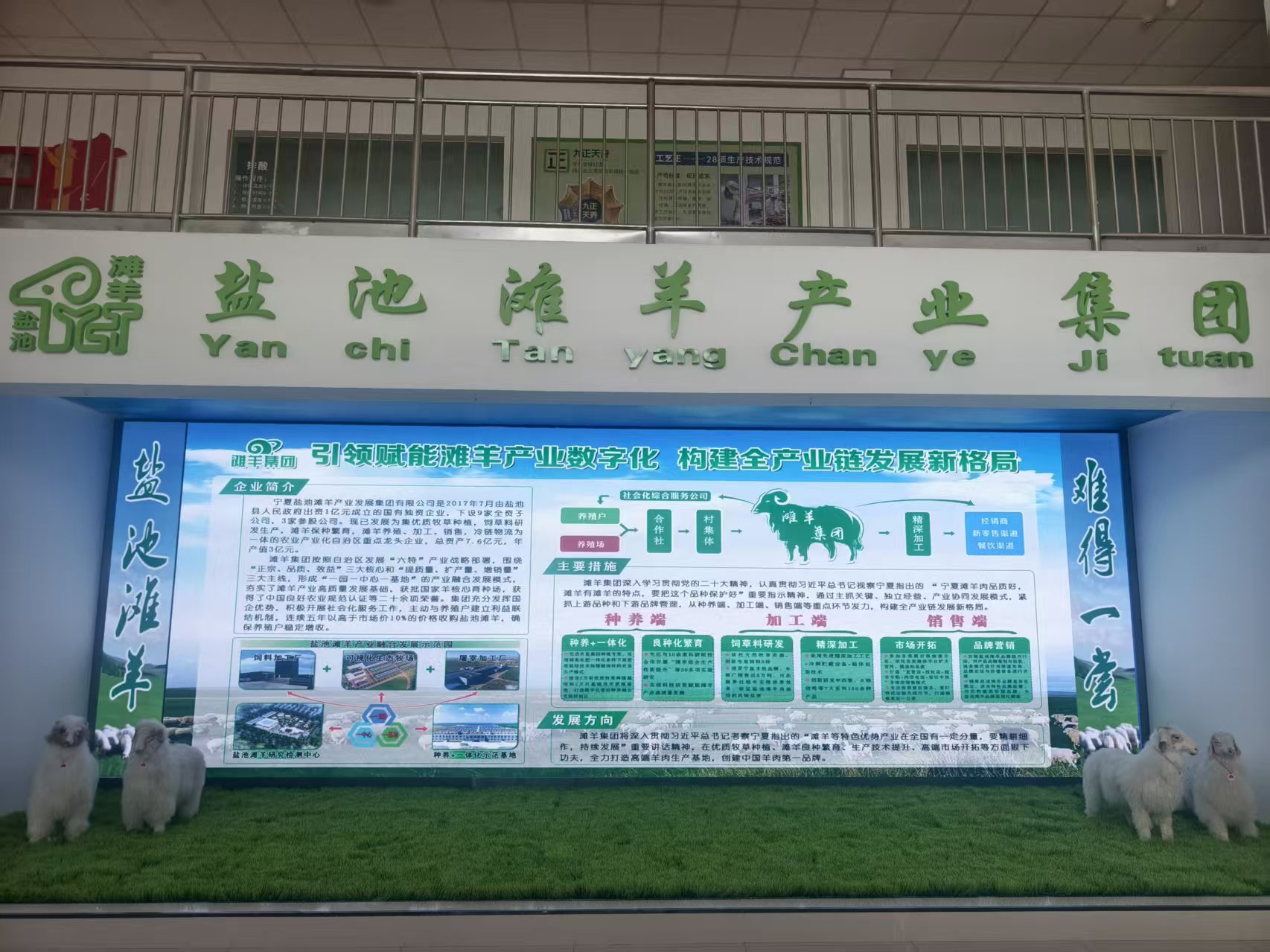 YY易游：何以中国·越山向海踏千澜宁夏盐池滩羊的“破圈”路(图2)