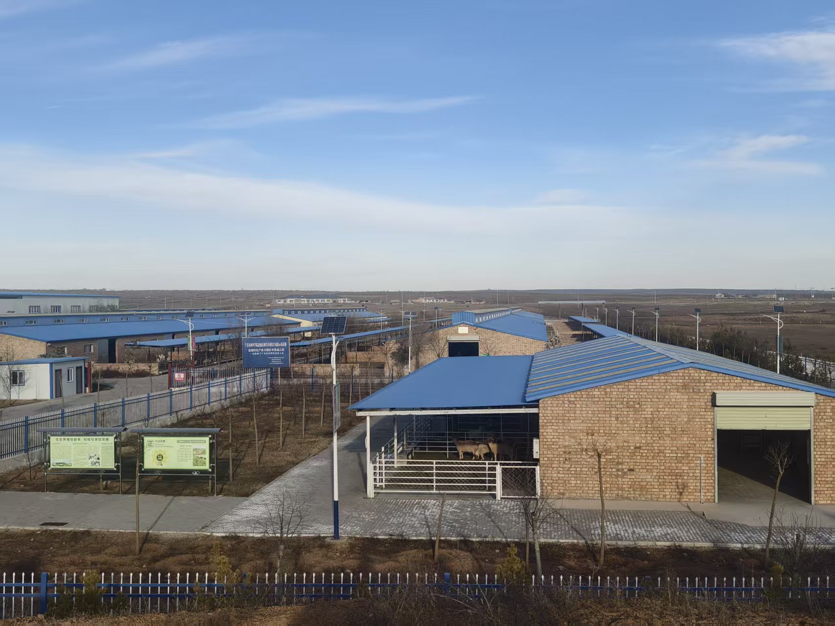 YY易游：何以中国·越山向海踏千澜宁夏盐池滩羊的“破圈”路(图4)