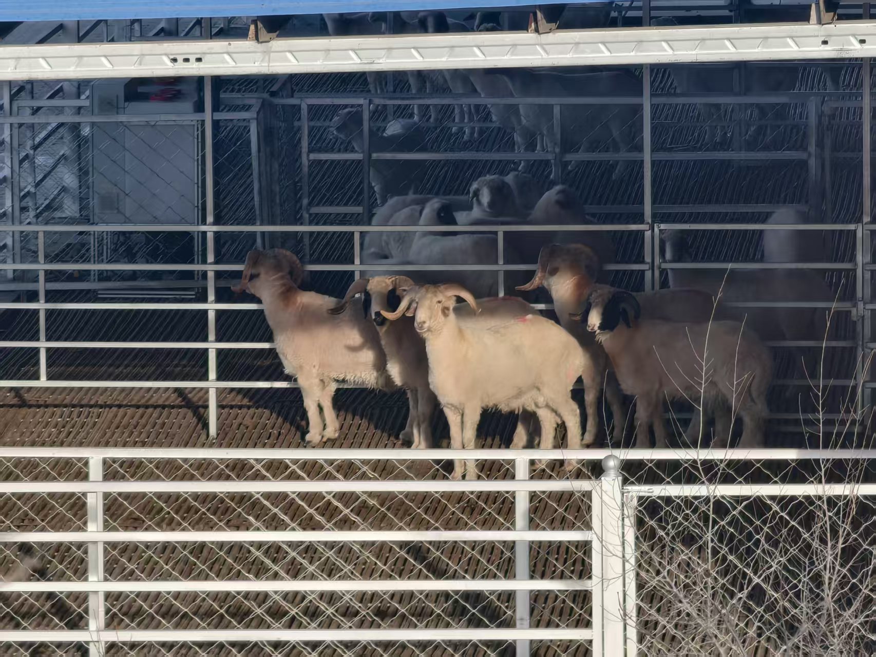 YY易游：何以中国·越山向海踏千澜宁夏盐池滩羊的“破圈”路(图5)